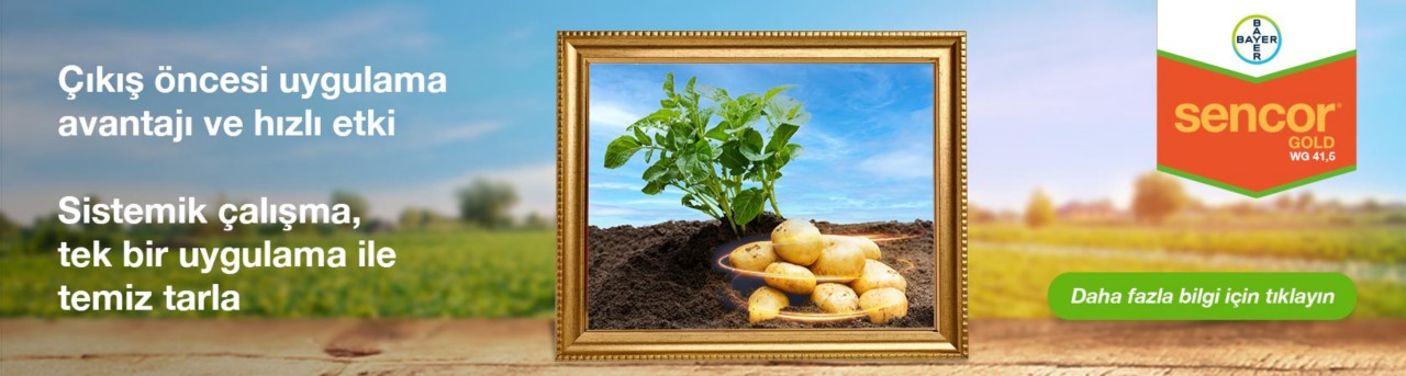Sencor Gold WG 41,5 – Patates üretimindeki yabancı ot mücadelesinde hızlı etki!